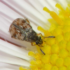 Acanthoscelides submuticus