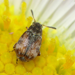 Acanthoscelides submuticus