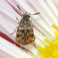 Acanthoscelides submuticus