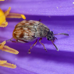 Acanthoscelides submuticus