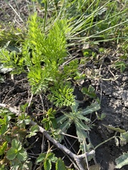 Daucus carota sativus