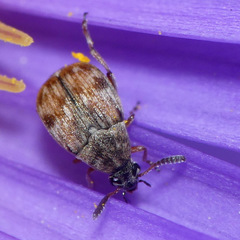 Acanthoscelides submuticus