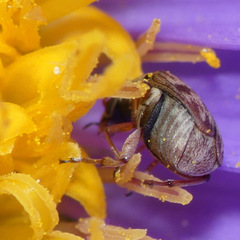 Acanthoscelides submuticus