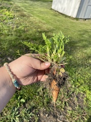Daucus carota sativus