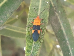 Oncopeltus zonatus