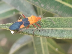 Oncopeltus zonatus