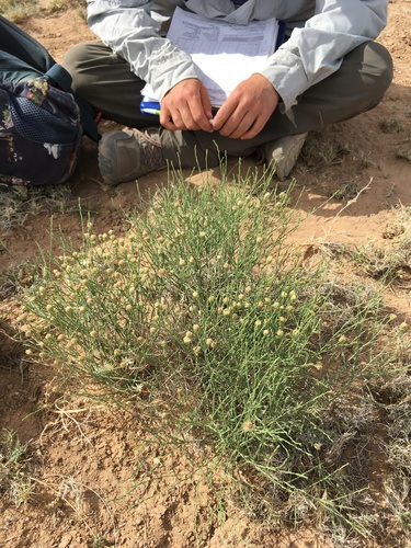 Wright's Baccharis (Baccharis wrightii)