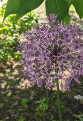 Allium giganteum