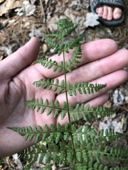 Woodsia obtusa