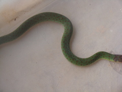 Erythrolamprus typhlus