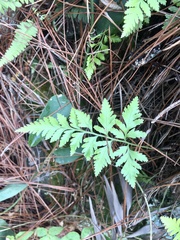 Rumohra adiantiformis