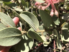 Arctostaphylos pringlei drupacea