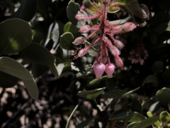 Arctostaphylos pringlei drupacea