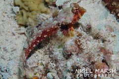 Synchiropus morrisoni