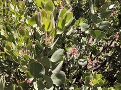Arctostaphylos pringlei drupacea