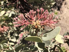 Arctostaphylos pringlei drupacea