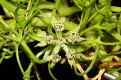 Brachyscias verecundus