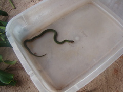 Erythrolamprus typhlus