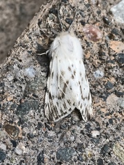 Spilosoma dubia
