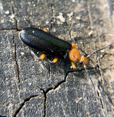 Neopyrochroa