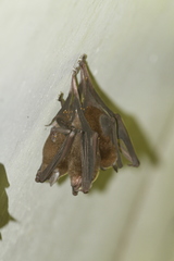 Pteronotus