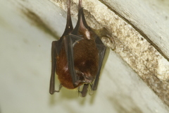 Pteronotus