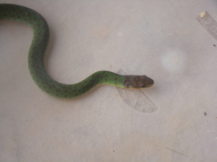 Erythrolamprus typhlus