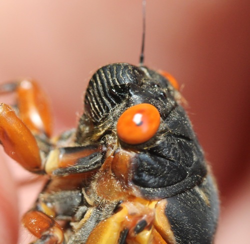 Photo of Pharaoh Cicada (Magicicada septendecim)