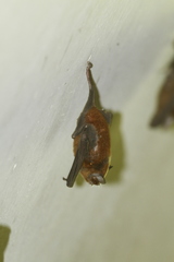 Pteronotus