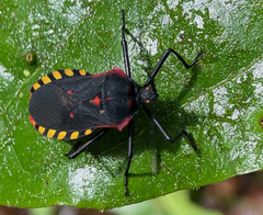 Sephina