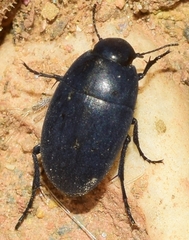 Zophosis punctata