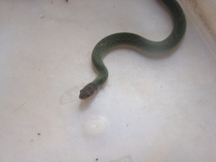 Erythrolamprus typhlus