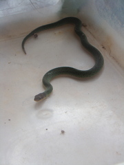 Erythrolamprus typhlus