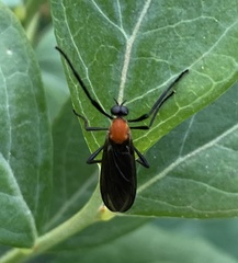 Plecia americana
