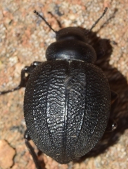 Pimelia rotundata