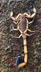 Centruroides limbatus