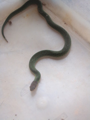 Erythrolamprus typhlus