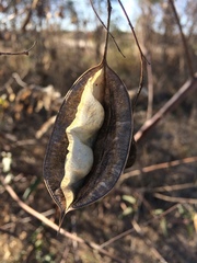 Sesbania vesicaria