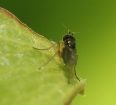 Chrysotus tarsalis