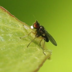 Chrysotus tarsalis