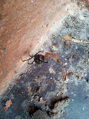 Latrodectus mirabilis