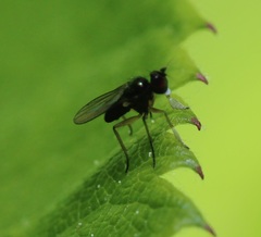 Chrysotus tarsalis