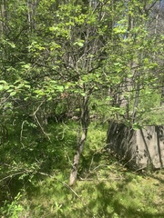 Crataegus calpodendron