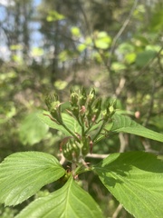 Crataegus calpodendron