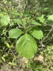 Crataegus calpodendron