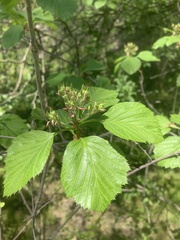 Crataegus calpodendron