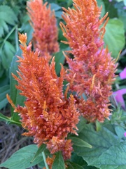 Celosia argentea plumosa