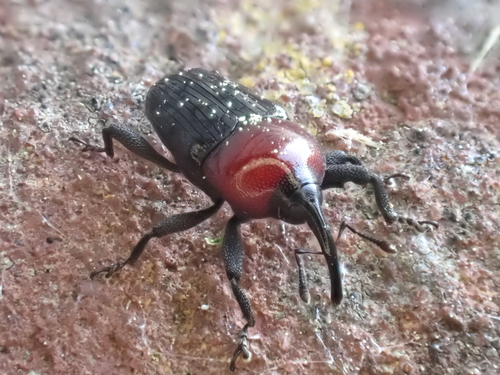 Wavy Flower Weevil photo 2