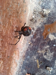 Latrodectus mirabilis