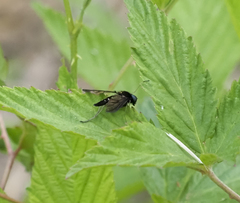 Chrysopilus connexus